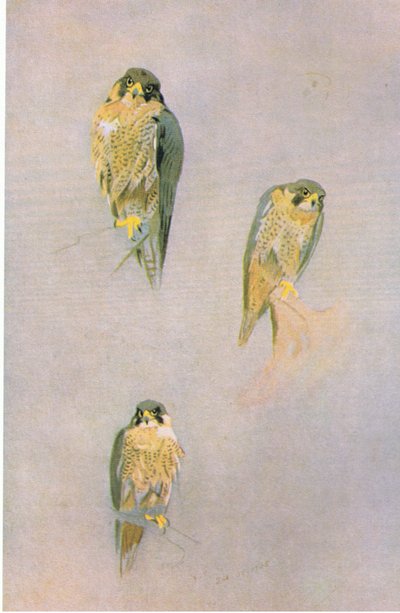 Peregrine Falcon Studies by Archibald Thorburn